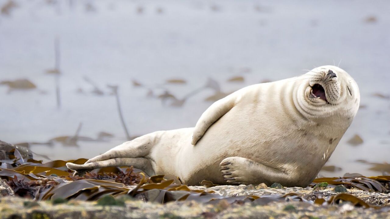 Illustratie voor: Dit zijn de winnaars van de Comedy Wildlife Photography Awards