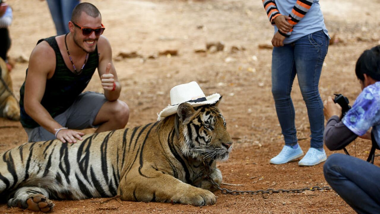 Illustratie voor: TripAdvisor stopt met het verkopen van onverantwoorde dierenattracties