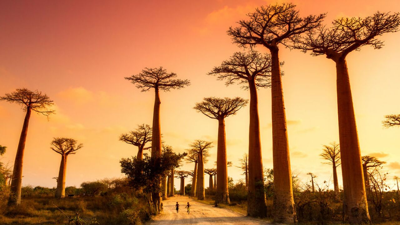 Illustratie voor: Reislust #19: Maki’s, Baobabs en hagelwitte stranden in Madagaskar