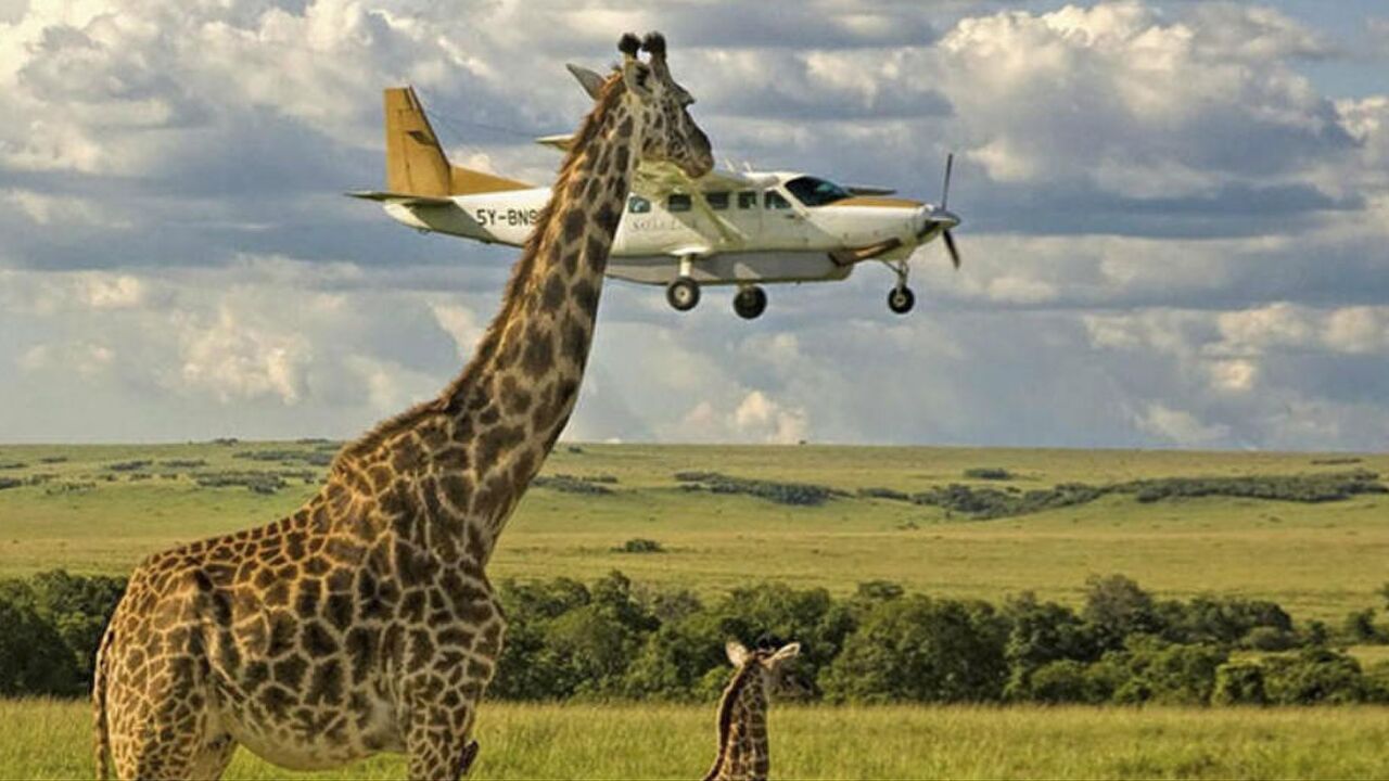 Illustratie voor: De Comedy Wildlife Awards leveren wederom hilarische beelden op