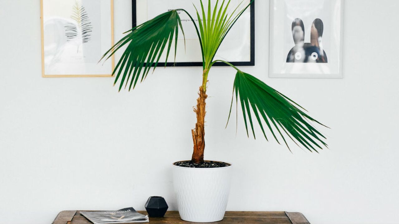 beste planten voor op kantoor
