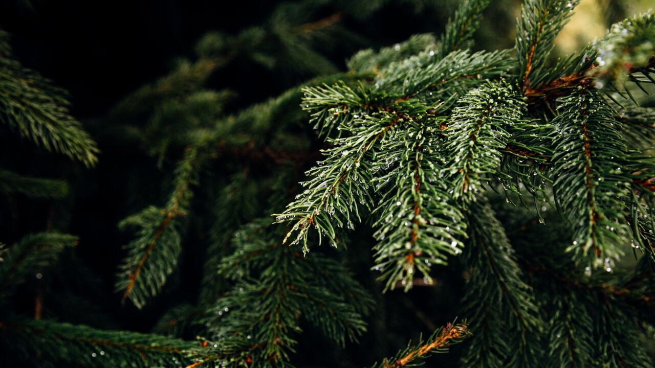 beste kerstboom online bestellen Nordmann