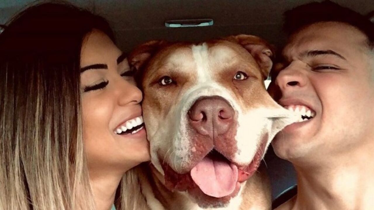beste-honden-jonge-families1-1024x507