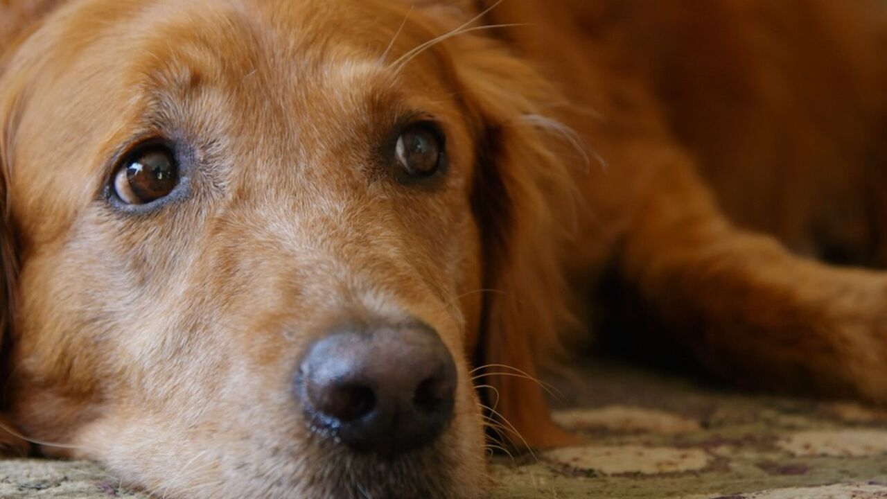 hond beste vriend