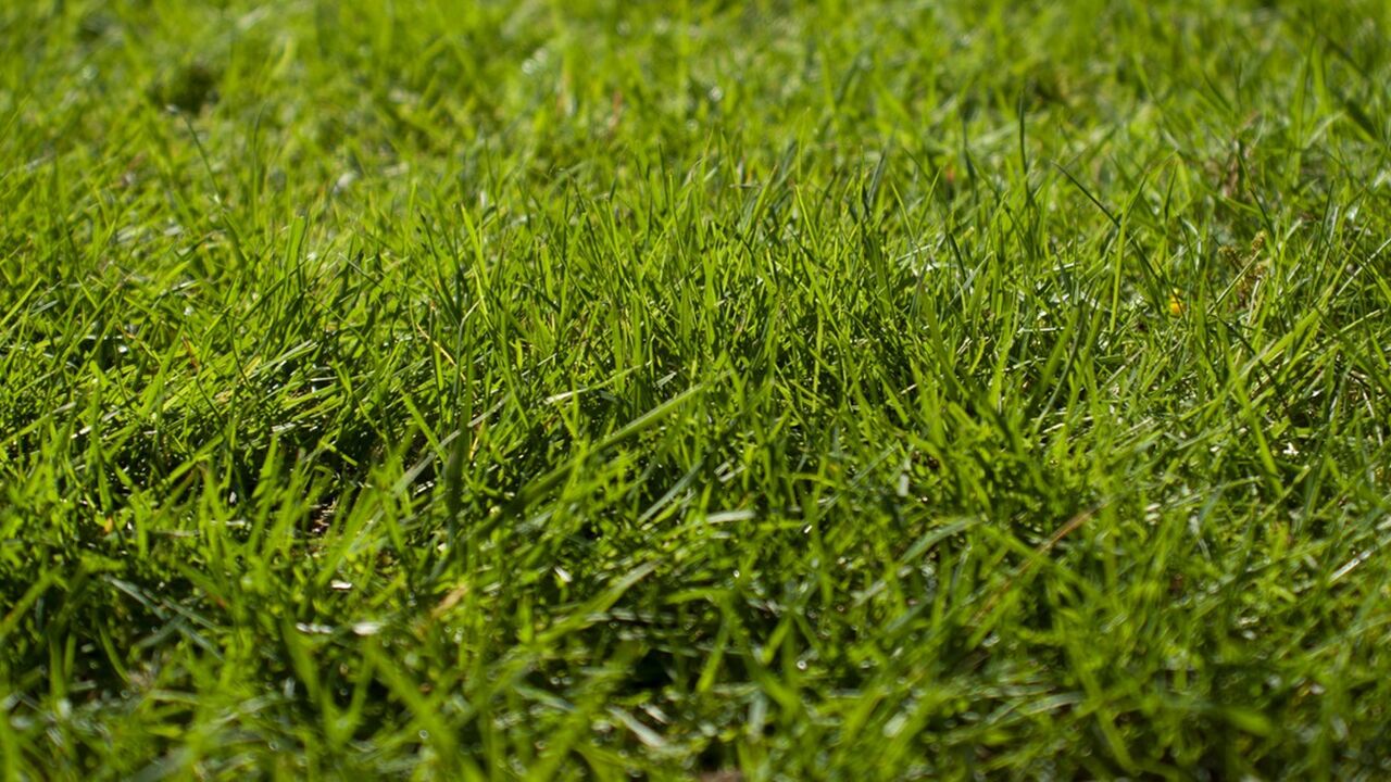 in de tuin kunstgras kopen