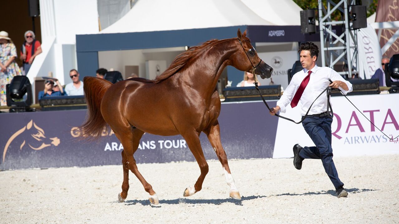 Global Champions Arabians Tour