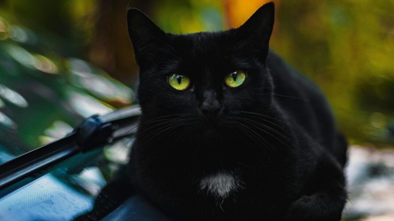 zwarte kat