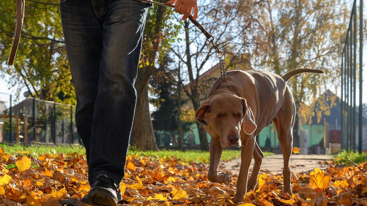 Illustratie voor: Hondenbaasjes opgelet: je hond uitlaten zonder zakje kan een fikse boete opleveren