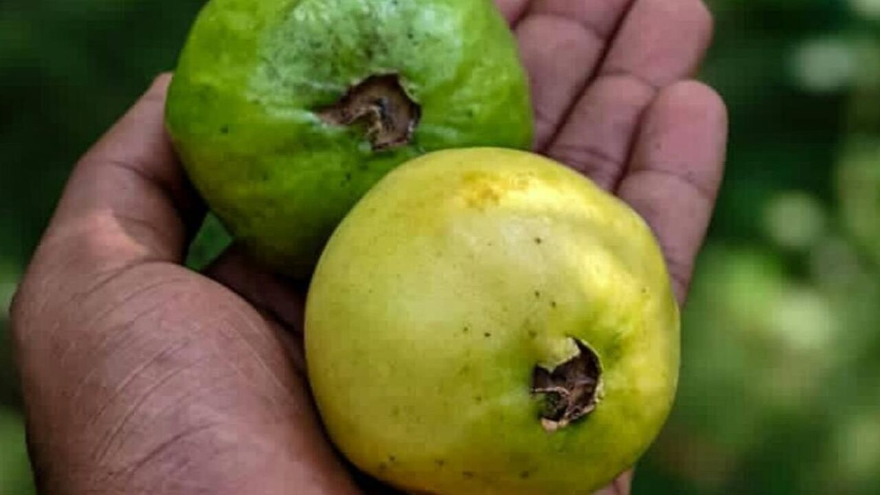 guave, het perfecte fruit voor wie afvallen, in de hand van een man