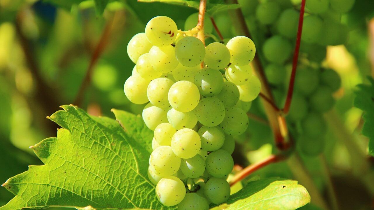 Een tros druiven, een soort fruit dat veel suiker bevat