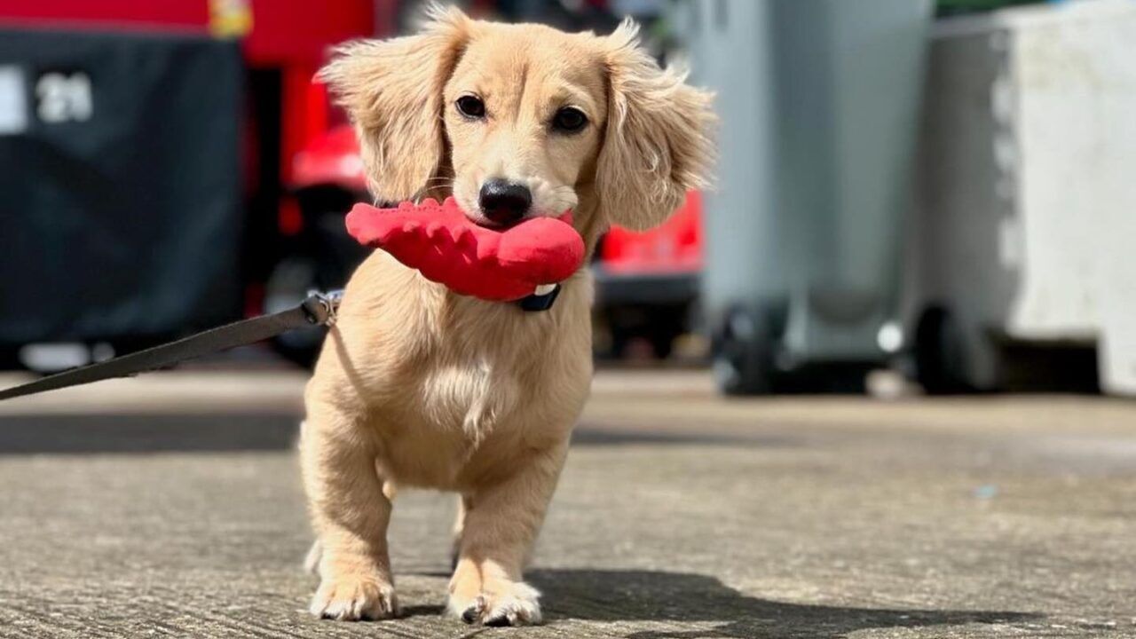 Leo, de hond van Charles Leclerc, met een speeltje