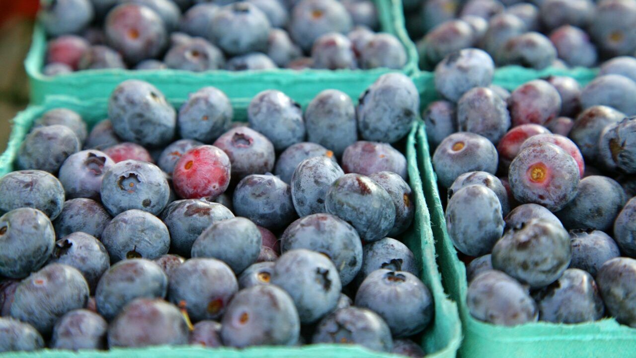 Blauwe bessen in een bakje