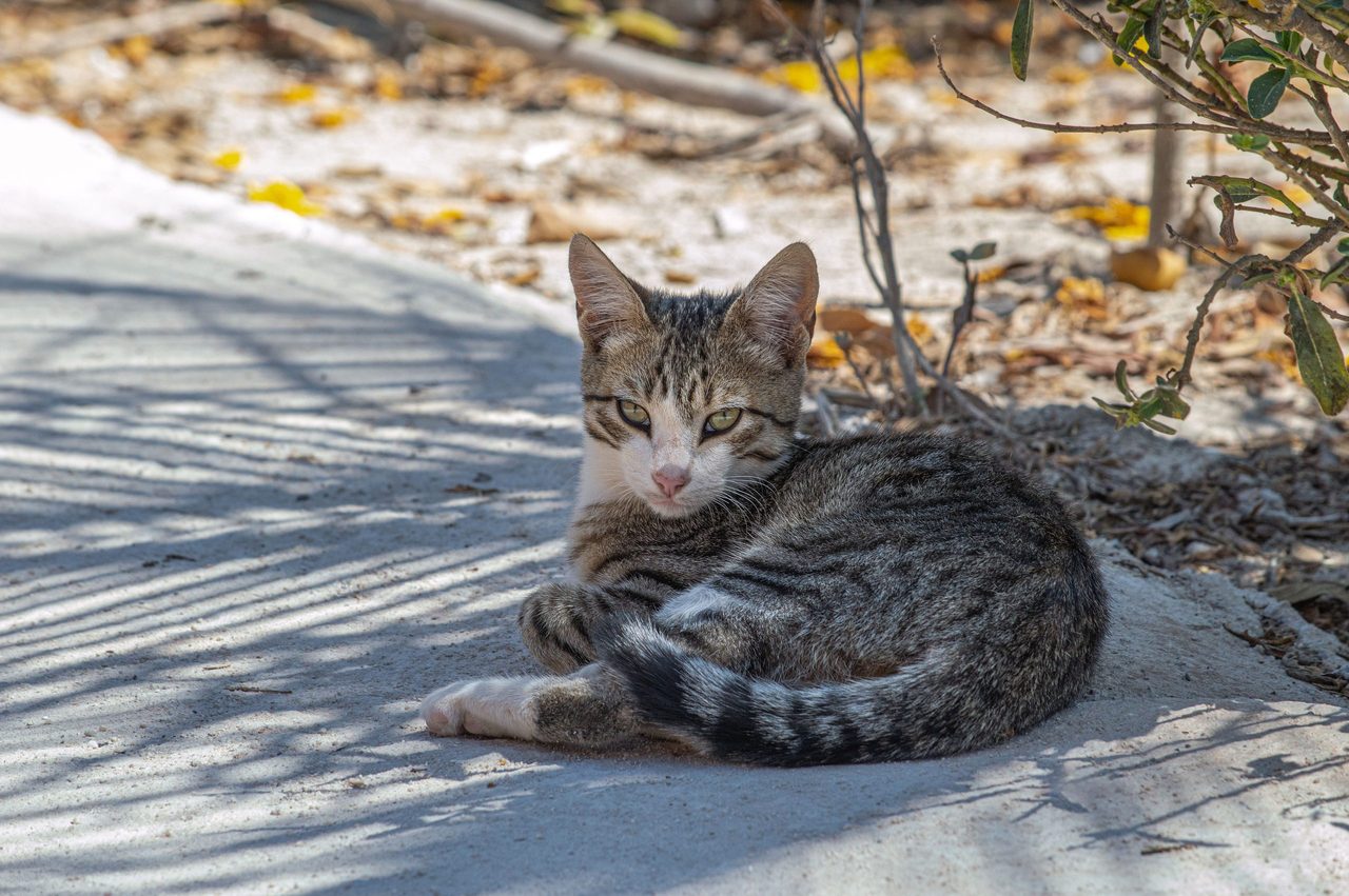 Een kat die op de stoep ligt. 
