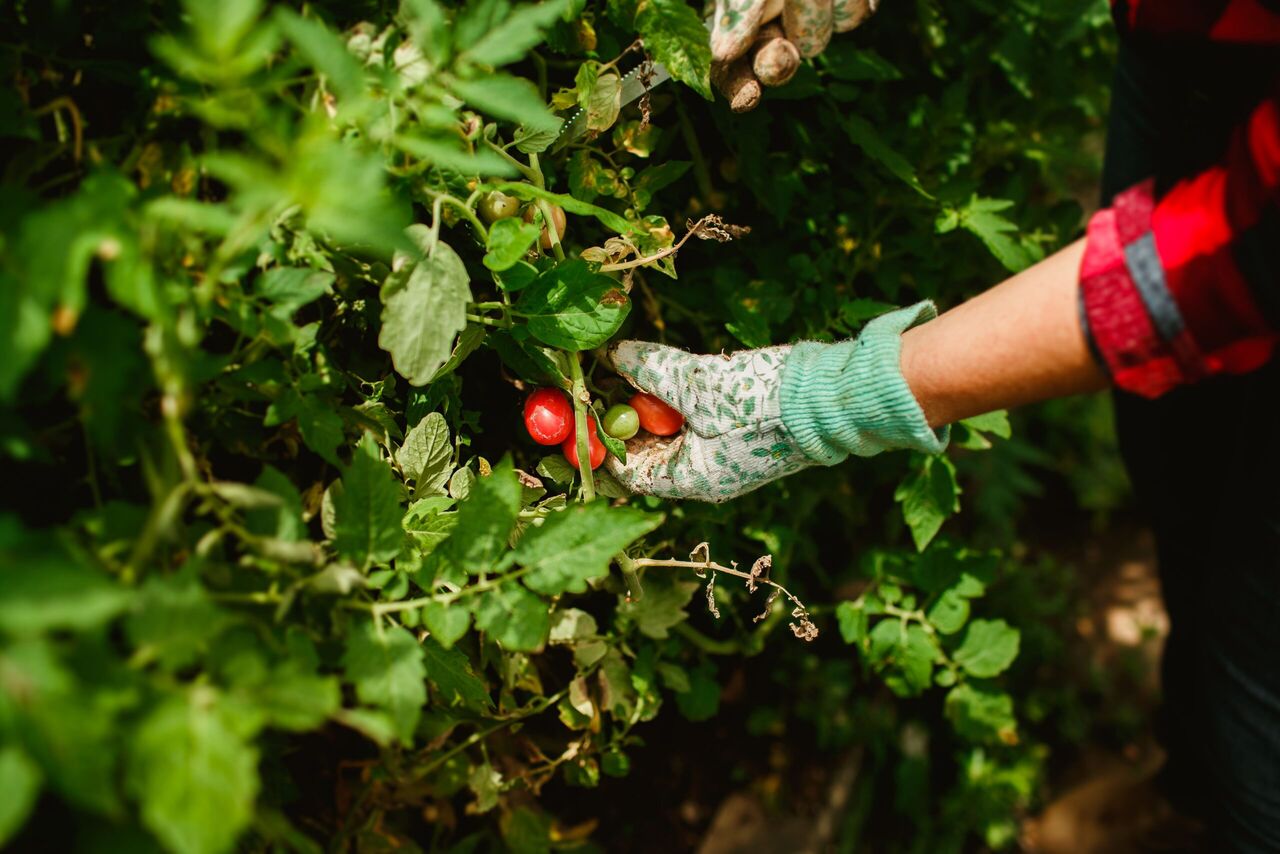 Iemand die tomaten plukt van een plant.