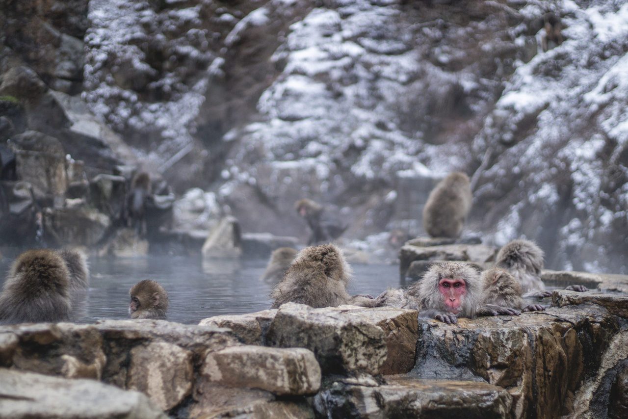 Apen die zwemmen in een Japanse onsen.
