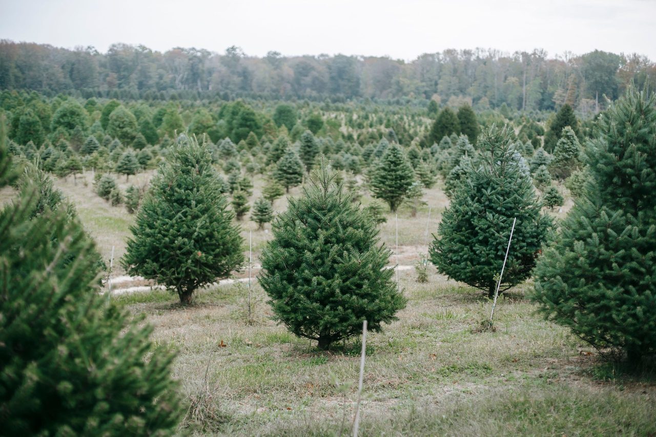 Kerstbomen die op een veld staan.