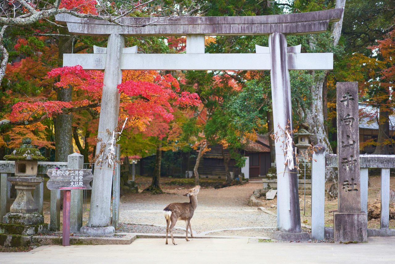 Een hert die onder een Japanse boog staat.