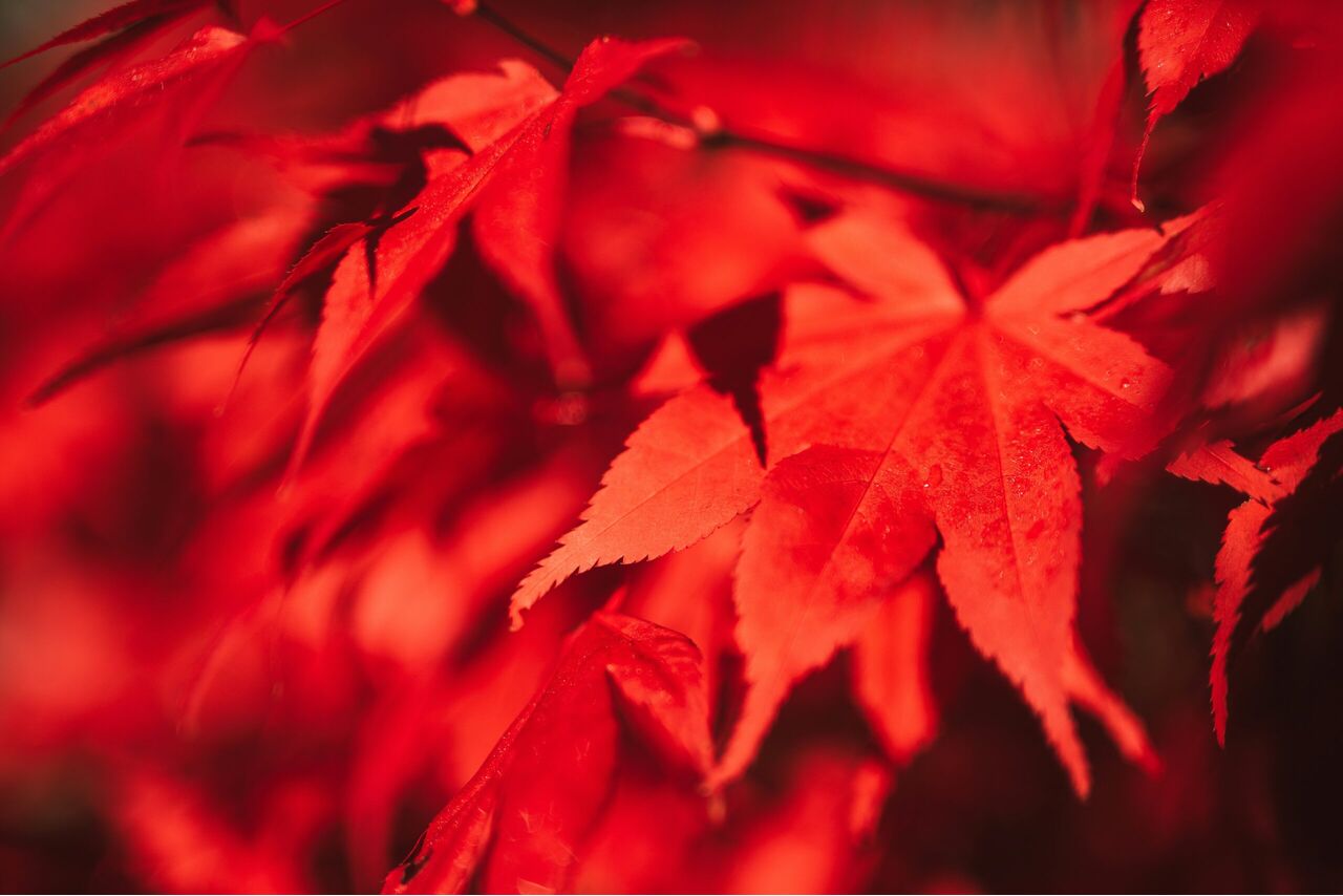 Acer palmatum