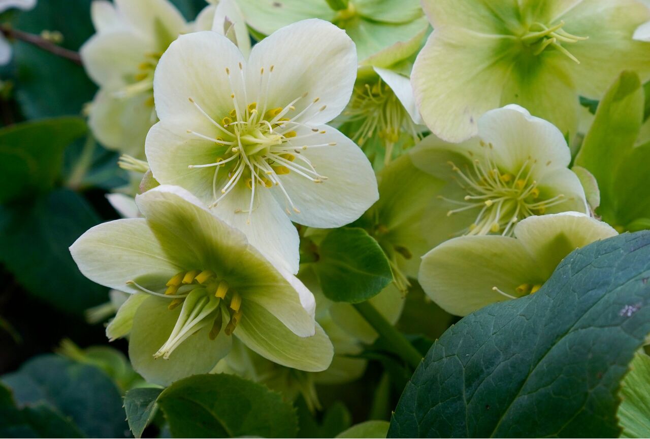 helleborus