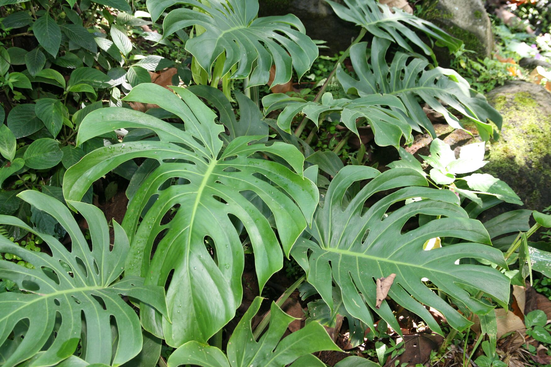 kantoor plant kamerplant