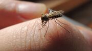 Illustratie voor: Waarom meestal mannen geprikt worden door een mug