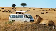 roadtrip-afrika-krugerpark-manman
