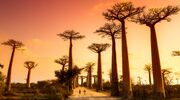 Illustratie voor: Reislust #19: Maki’s, Baobabs en hagelwitte stranden in Madagaskar