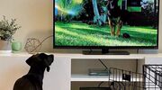 Geloof het of niet er komt een tv-kanaal speciaal voor honden