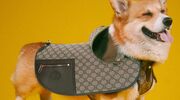 gucci collectie huisdieren