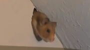 vrouw schrikt hamster door muur buren