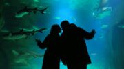Twee mensen delen een kusje voor een aquarium vol haaien – een knipoog naar de nieuwe datingtrend ‘sharking’, die niets met het dier te maken heeft.