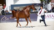 Global Champions Arabians Tour