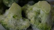 Bevroren broccoli
