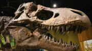 Het skelet van een T-Rex