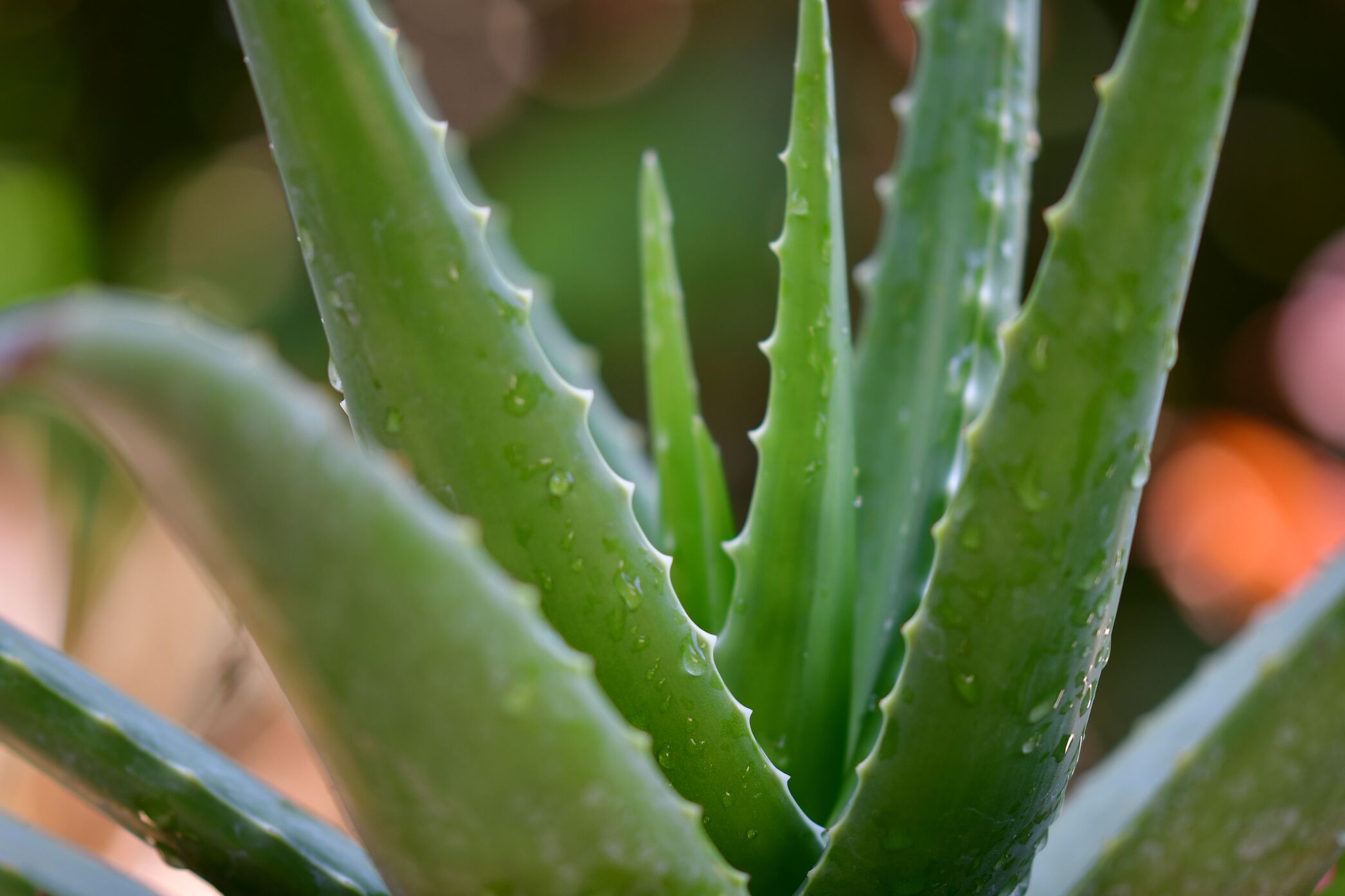 Jeuk muggenbulten aloe vera