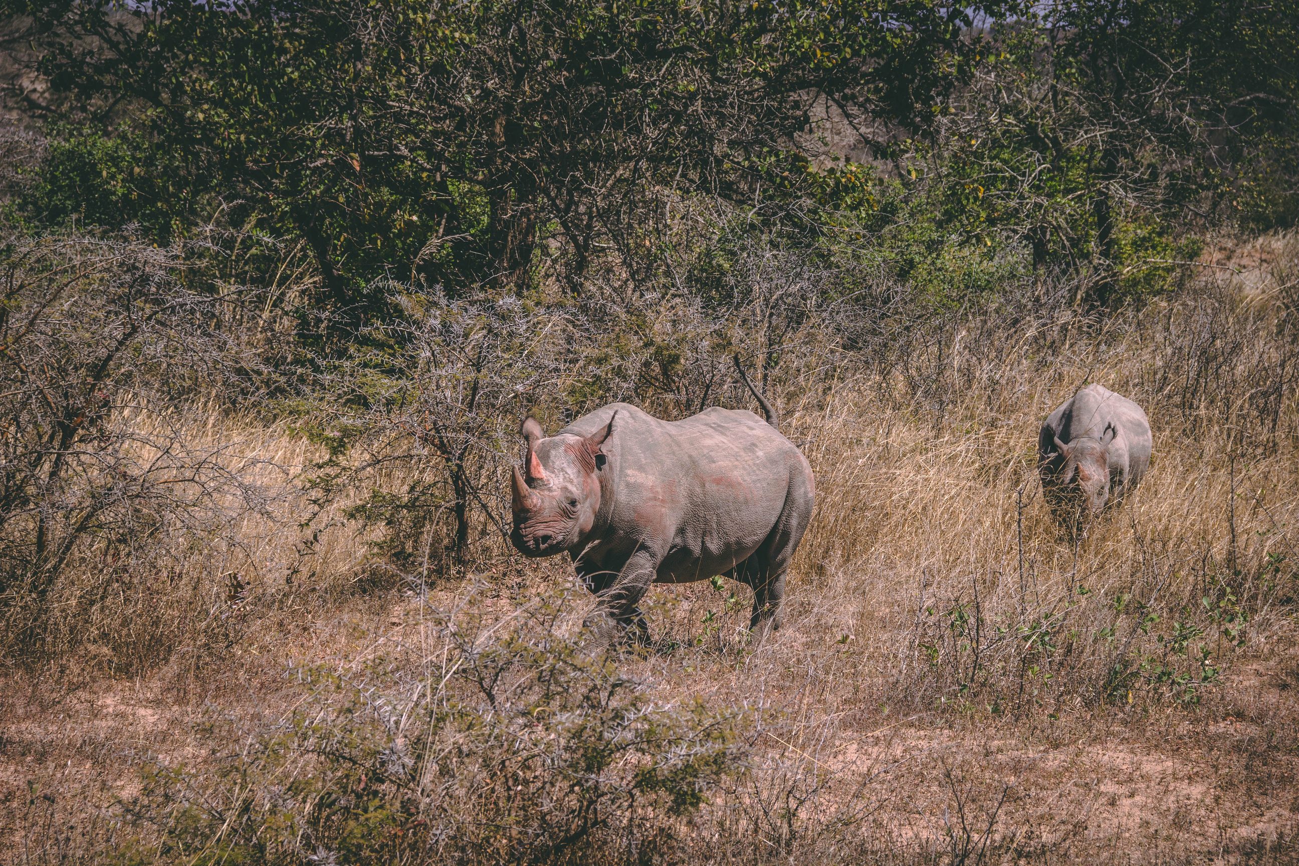 aj-robbie-603164-unsplash