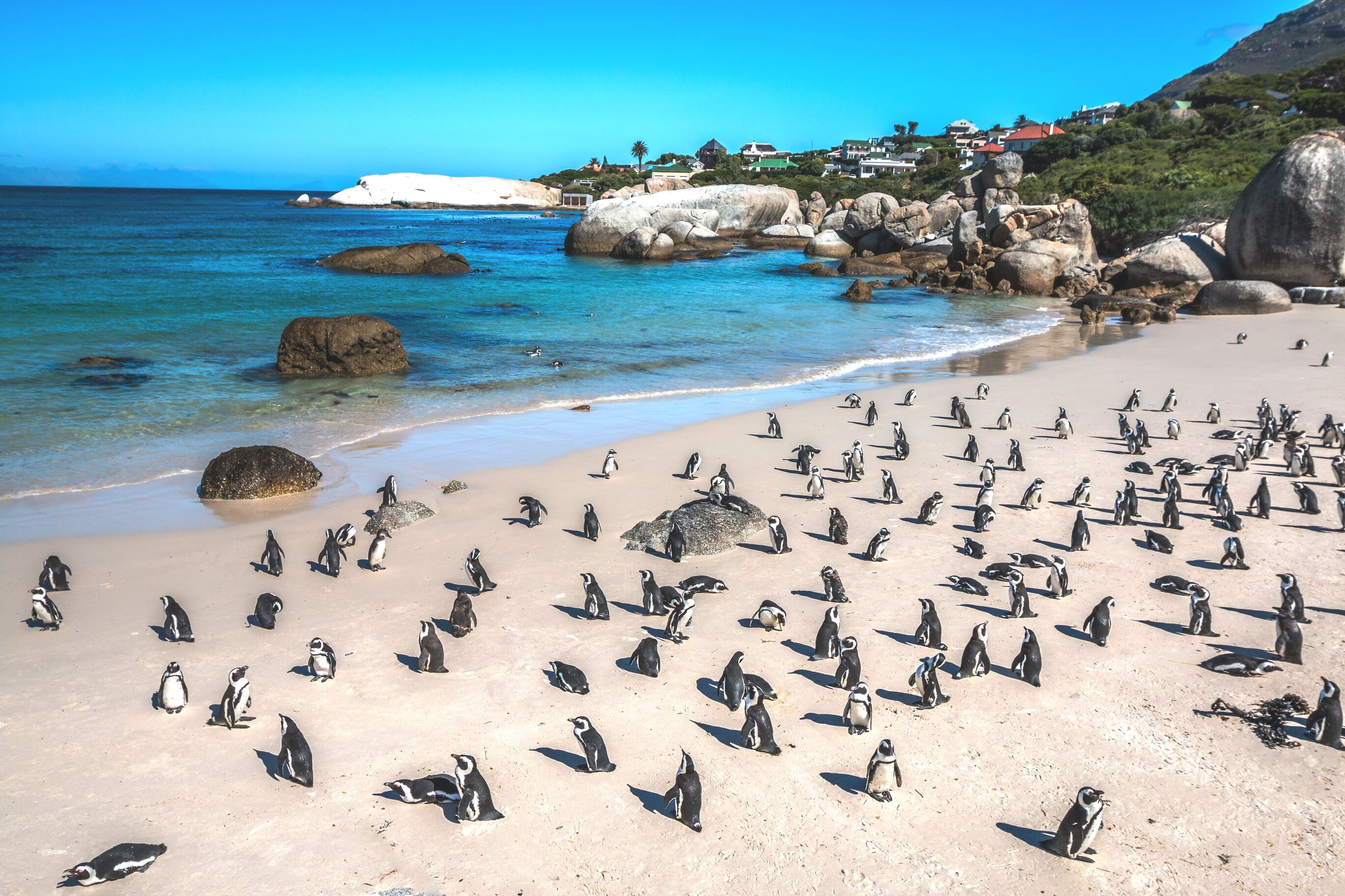 boulders-beach-kaapstad-manman