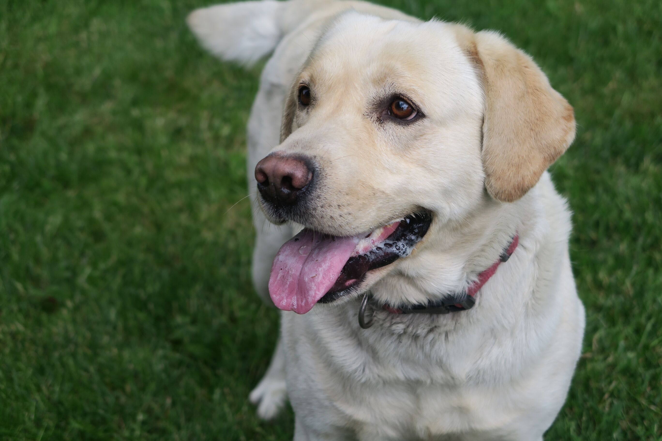 familiehond honden