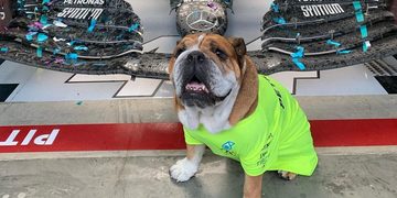 Hond Lewis Hamilton Instagram