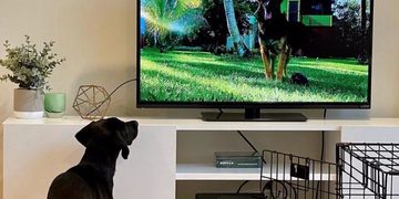 Geloof het of niet er komt een tv-kanaal speciaal voor honden