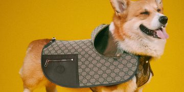 gucci collectie huisdieren