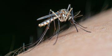 tips tegen muggen slaapkamer