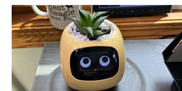 plantagochi foto