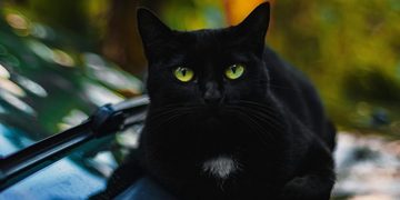 zwarte kat