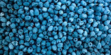blauwe bessen
