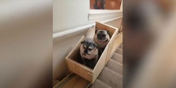 Vrouw maakt traplift voor haar honden