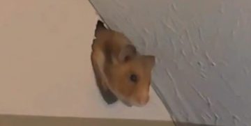 vrouw schrikt hamster door muur buren