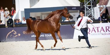 Global Champions Arabians Tour
