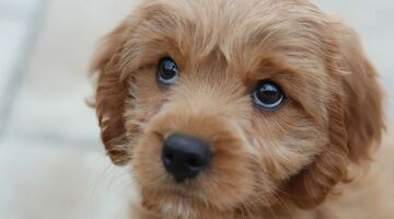 man kiezen hond vriendin