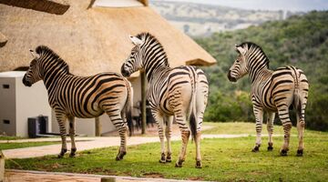 reisroute-door-Zuid-Afrika
